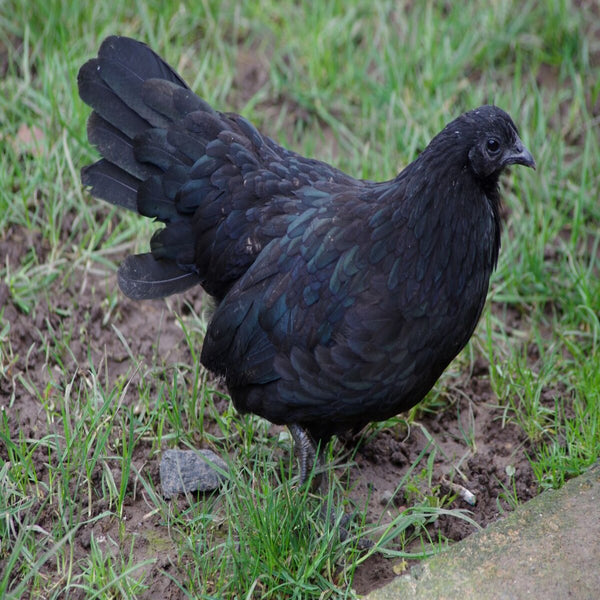 Black Sumatra chickens featuring a small build, weighing 4-5 lbs, prized for their flightiness and suitability for free-ranging due to their hardiness.