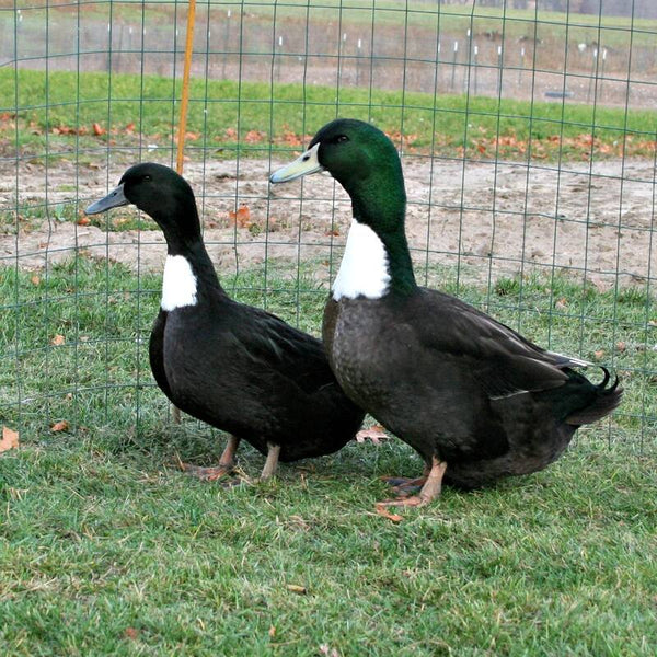Black swedish duck with striking black plumage, distinctive white chest bib, and calm temperament, ideal for backyard flocks.com