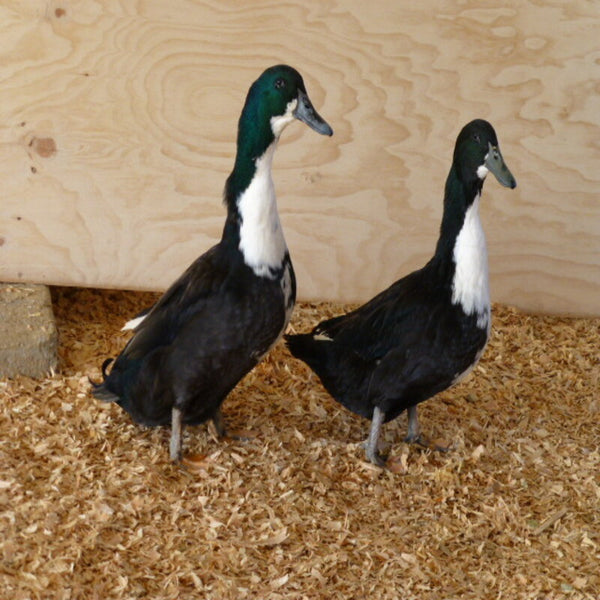 Black Swedish Duck featuring a robust build, medium size, and excellent foraging abilities, suitable for both eggs and meat production