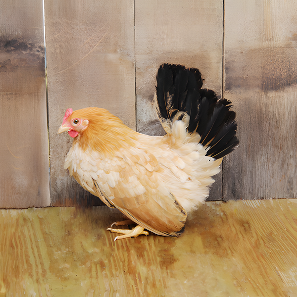 Black Tailed Buff Japanese Bantam