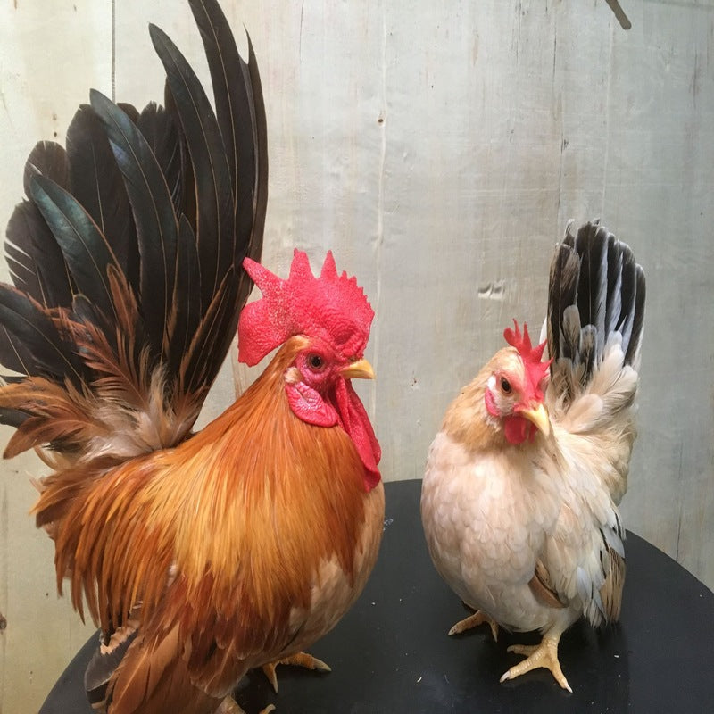 Black Tailed White Japanese Bantam with a robust build, weighing 22 oz for hens and 26 oz for roosters, recognized for its fair egg-laying abilities, variable broodiness, and suitability as an exhibition bird due to its unique appearance and friendly disposition.