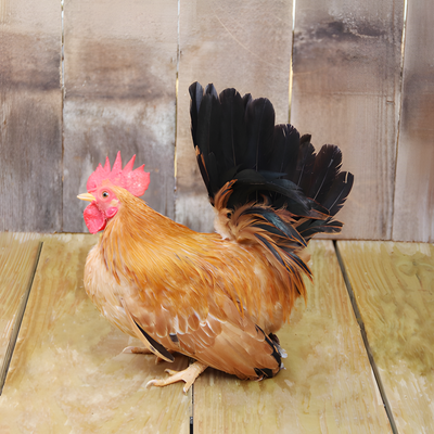Black Tailed Buff Japanese Bantam