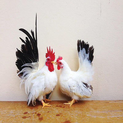  Black Tailed White Japanese Bantam with striking white body feathers, distinctive black tail feathers, and bright red comb and wattles, known for its elegant appearance and suitability as a show bird or pet due to its small size and active temperament.