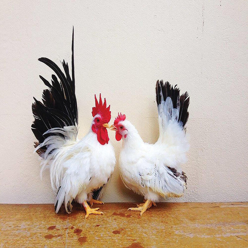  Black Tailed White Japanese Bantam with striking white body feathers, distinctive black tail feathers, and bright red comb and wattles, known for its elegant appearance and suitability as a show bird or pet due to its small size and active temperament.