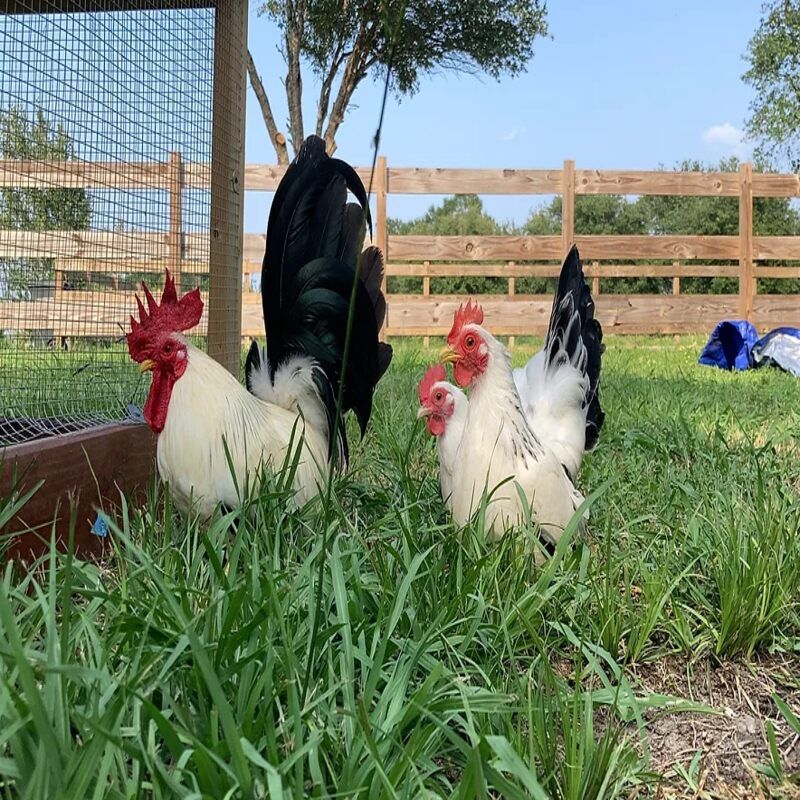  Black Tailed White Japanese Bantam featuring extremely short legs, large wings that touch the ground, and a large upright tail, prized for its ornamental value and ability to thrive in small spaces, though it requires careful handling to prevent feather staining.