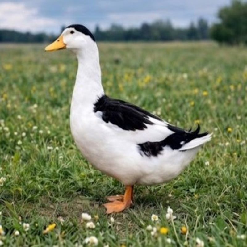 White-bodied Magpie duck with black head and wing markings standing in meadow showing heritage waterfowl breed from hatching egg collections