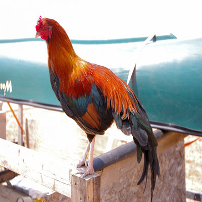 Black Breasted Red Cubalaya Bantam with striking black and red plumage, pea comb, and low-carried tail, known for its friendly temperament and suitability as a show bird due to its unique appearance and active nature.