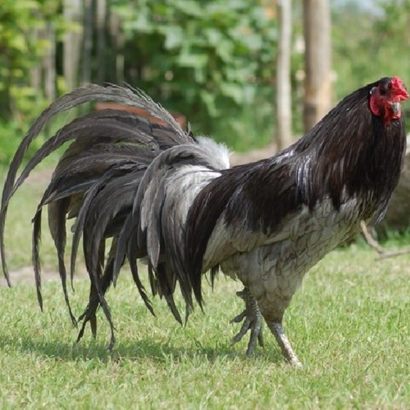 Blue Sumatra with striking blue plumage, known for its active temperament and suitability as an ornamental bird due to its historical significance and unique appearance.