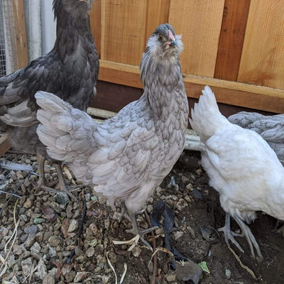 Blue Ameraucana Chicken, a medium-sized breed known for laying blue eggs and its distinctive pea comb, muffs, and beards.