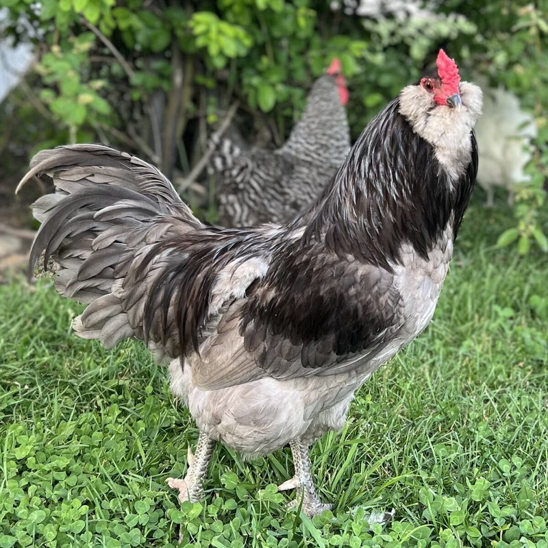 Blue Ameraucana chicken with fluffy beard and slate-blue feathers