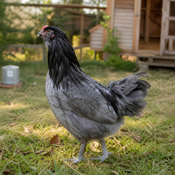 Blue Ameraucana