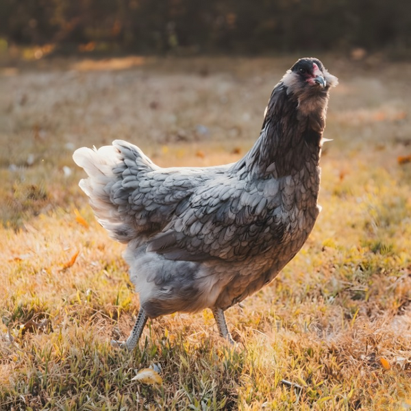 Bearded Blue Ameraucana hen for sale, a docile breed famous for laying large blue eggs.