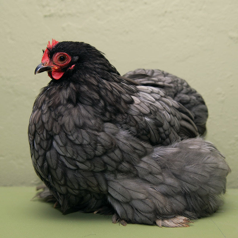  Blue Cochin Bantam with stunning blue plumage, feathered legs, and a friendly temperament, known for being docile, excellent setters, and suitable as pets or show birds due to their small size and low maintenance requirements.