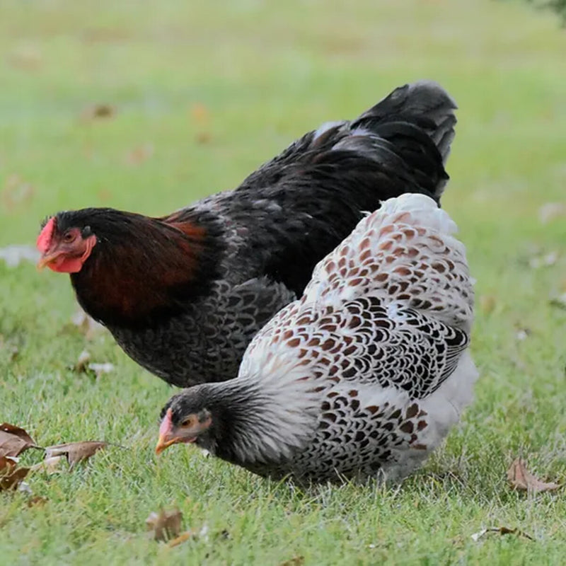 Blue Laced Red Wyandotte featuring a medium build, weighing 6-9 lbs, prized for its excellent egg-laying abilities and suitability for backyard flocks due to its hardiness.