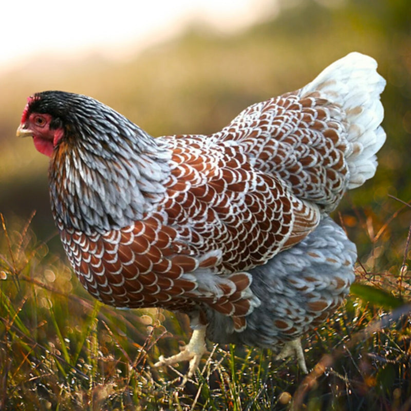 Blue Laced Red Wyandotte featuring a medium build, weighing 6-9 lbs, prized for its excellent egg-laying abilities and suitability for backyard flocks due to its hardiness.