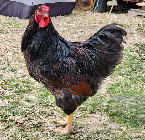 Blue Laced Red Wyandotte rooster with glossy black-blue feathers and rich red lacing standing proudly on grass, showcasing the breed's stunning coloring