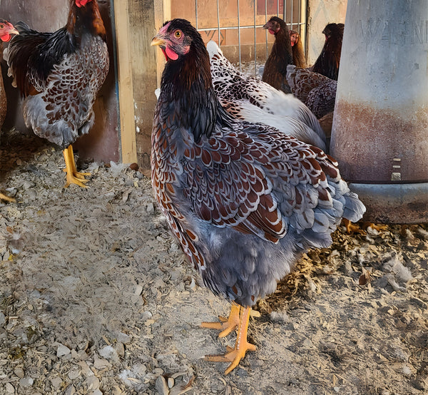 Blue Laced Red Wyandotte hen with stunning blue-gray feathers edged in warm red-brown, standing in coop with flock mates