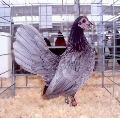 Blue Old English Game Bantam