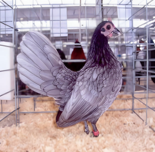 Blue Old English Game Bantam