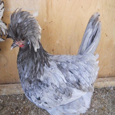 Blue Polish Chicken featuring a slender build, weighing 4.5-6 lbs, prized for its fair egg-laying abilities and suitability for backyard flocks due to its hardiness.