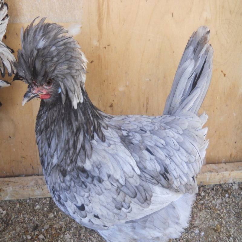 Blue Polish Chicken featuring a slender build, weighing 4.5-6 lbs, prized for its fair egg-laying abilities and suitability for backyard flocks due to its hardiness.
