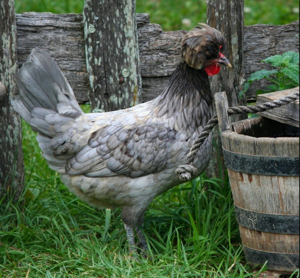 Blue Polish Chicken, an ornamental breed known for its stunning blue-gray plumage, distinctive white crest, and friendly temperament, ideal for exhibition and backyard pets.