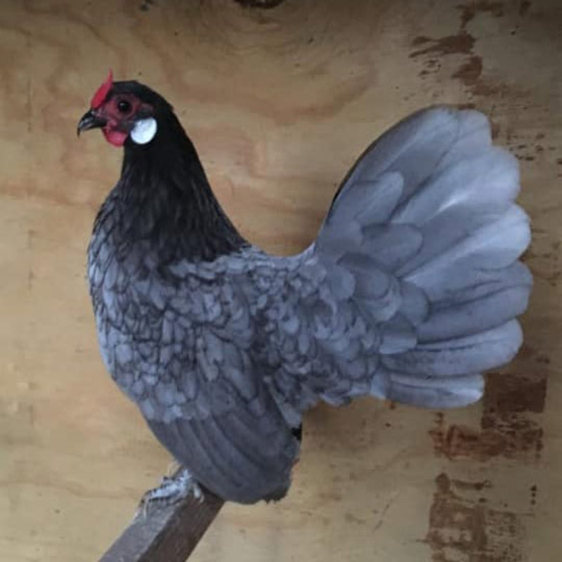  Blue Rosecomb Bantam with striking blue feathers, large white earlobes, and a distinctive rose comb, known for its elegance and show-worthy qualities, ideal for poultry exhibitions.