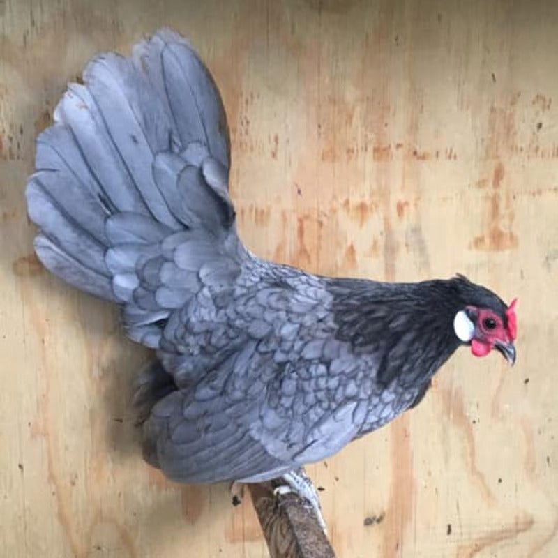  Blue Rosecomb Bantam featuring a robust build, bluish-slate legs, and a proud demeanor, prized for its active temperament and ornamental value, making it a popular choice among poultry enthusiasts.