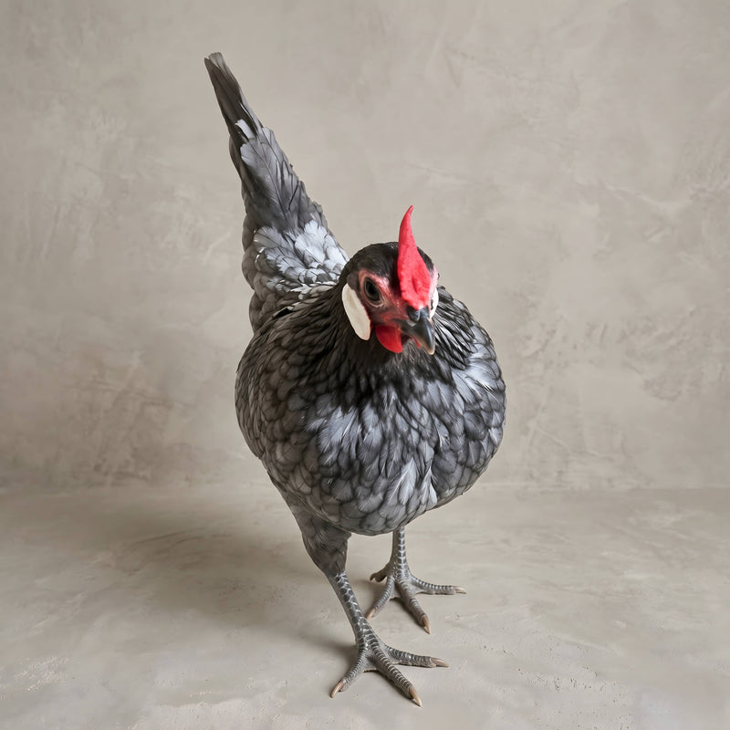 Blue Rosecomb Bantam