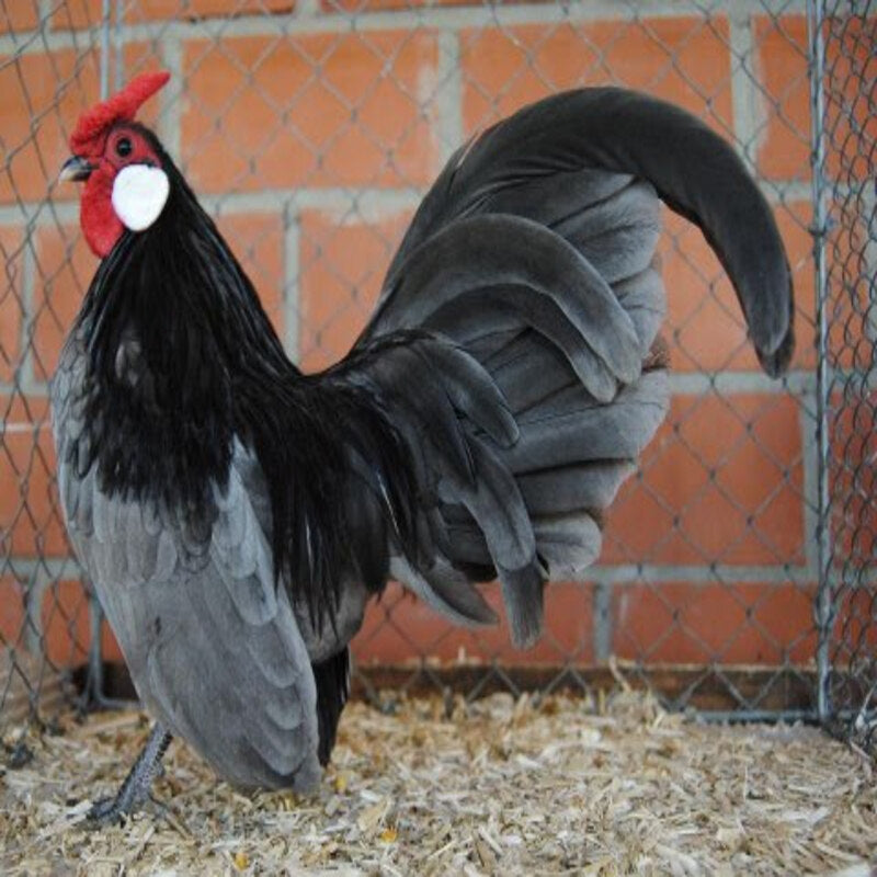  Blue Rosecomb Bantam with a small size, poor egg-laying abilities, and a tendency to be broody, recognized for its friendly nature and suitability as a show bird, requiring careful handling and care.