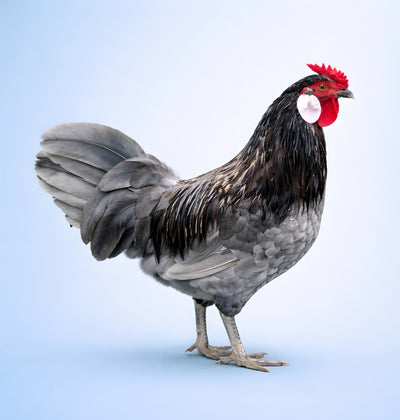 Blue Rosecomb Bantam