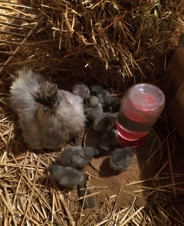 Blue Silkie Bantam