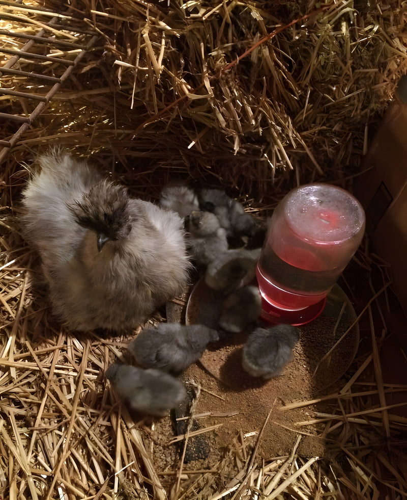 Blue Silkie Bantam