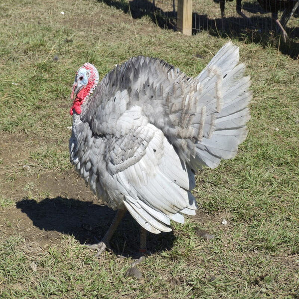 Blue Slate Turkey with a stunning ash-blue plumage, sometimes featuring black flecks, known for its robust build and excellent meat quality.