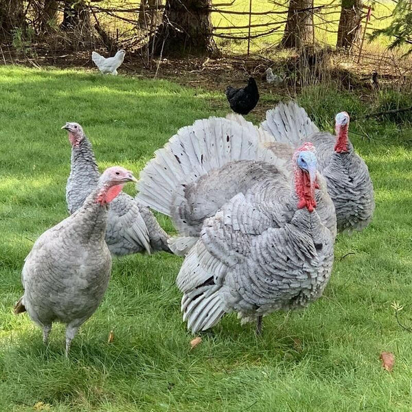Blue Slate Turkey featuring a beautiful slate gray color, horn-colored beak, and pink shanks, prized for its hardiness and superior flavor.