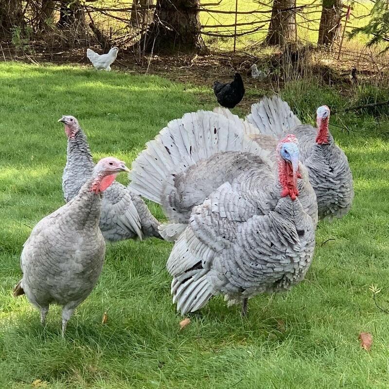 Blue Slate Turkey featuring a beautiful slate gray color, horn-colored beak, and pink shanks, prized for its hardiness and superior flavor.