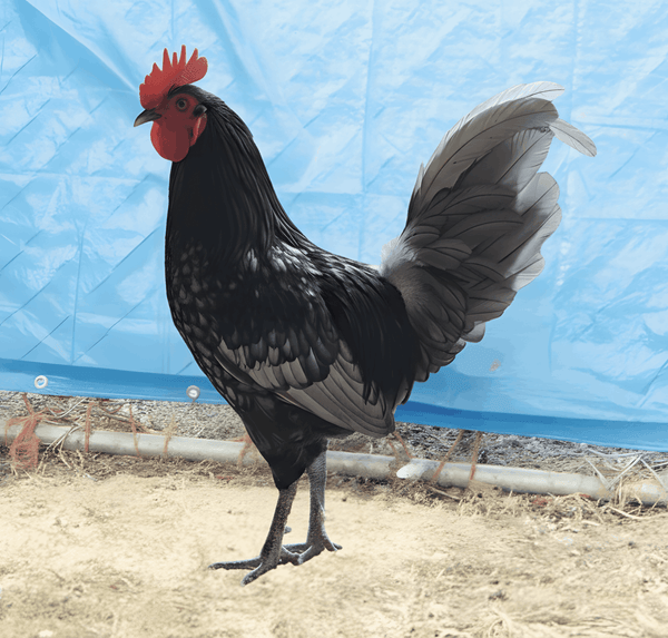 Blue Standard Old English