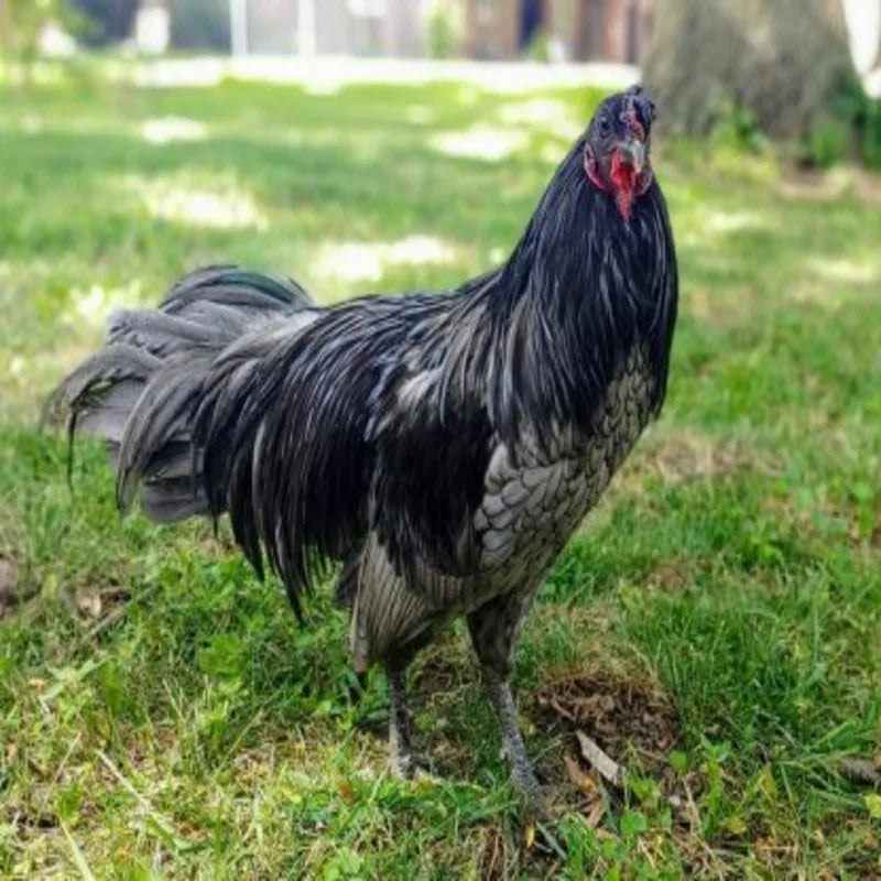 Blue Sumatra, featuring a slender build, active temperament, and beautiful blue feathers, making them perfect for backyard flocks and show environments due to their unique appearance and friendly nature.