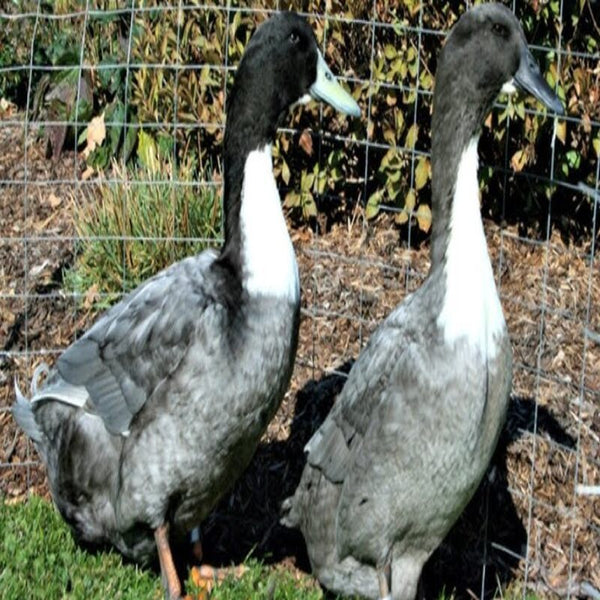 Swedish Blue Duck with striking blue plumage, white bib, and robust build, known for its calm temperament and dual-purpose use.