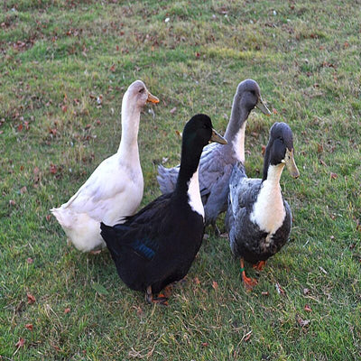 Swedish Blue Duck with a bluish slate color, white primaries, and friendly nature, suitable for both eggs and meat production.