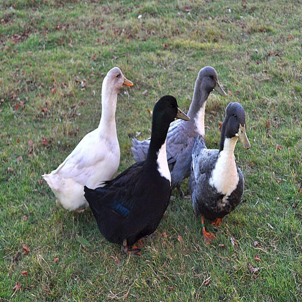 Swedish Blue Duck with a bluish slate color, white primaries, and friendly nature, suitable for both eggs and meat production.