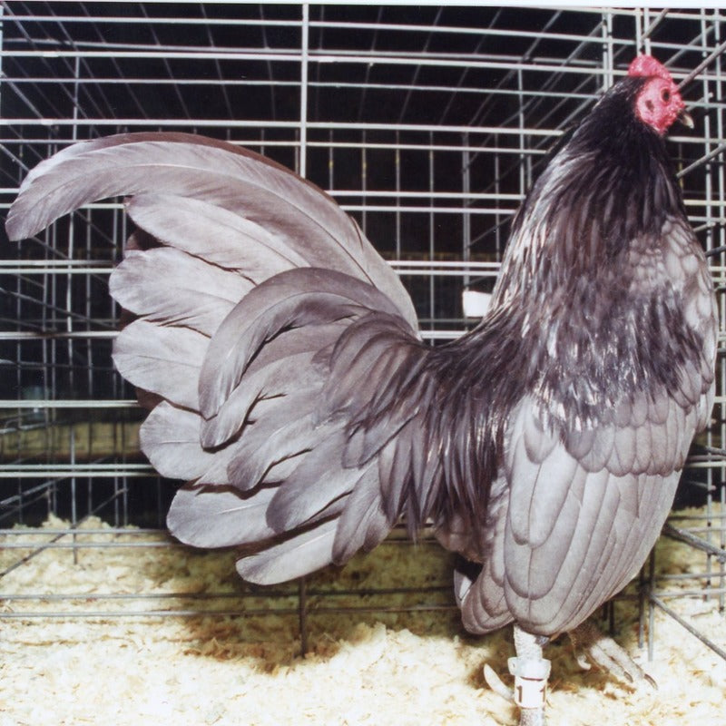 Blue Old English Game Bantam with a stunning slate blue plumage, known for its friendly temperament and active nature, ideal for exhibitions and backyard flocks due to its small size and low maintenance requirements.