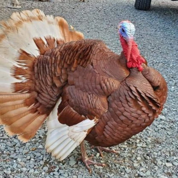  Bourbon Red Turkey with dark red-brown plumage, white flight and tail feathers, and soft red bars on the tail, known for its attractive appearance and active foraging abilities.
