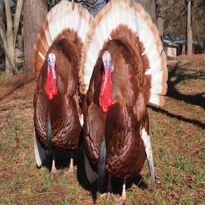  Bourbon Red Turkey featuring a robust build, chestnut mahogany neck and breast feathers, and black-edged body feathers on toms, prized for its superior meat flavor and natural survival skills.