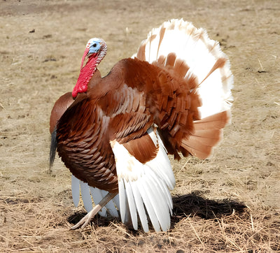 Bourbon Red Turkey