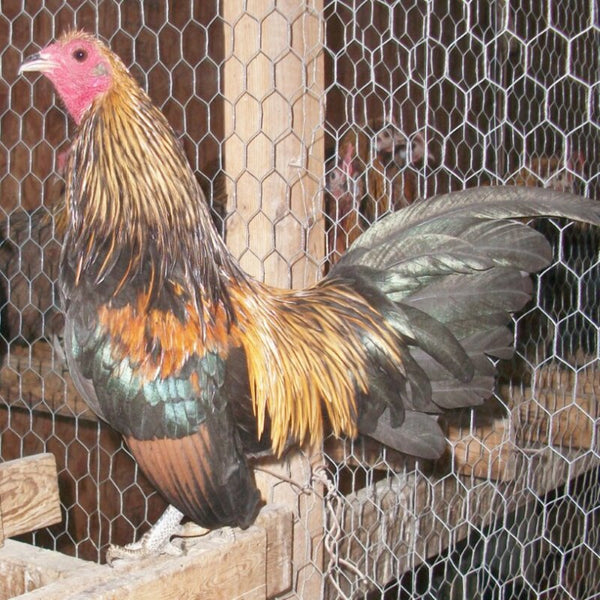 Brassy Back Old English Game Bantam with striking black and brassy-gold plumage, known for its friendly temperament, minimal space requirements, and ornamental value, making it a popular choice for exhibitions and backyard flocks.