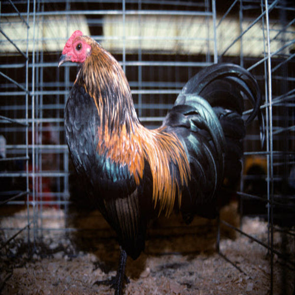 Brassy Back Old English Game Bantam featuring a compact build, weighing 22 oz for hens and 24 oz for roosters, prized for its active nature, poor egg-laying abilities, and suitability as a pet due to its calm and trainable personality.