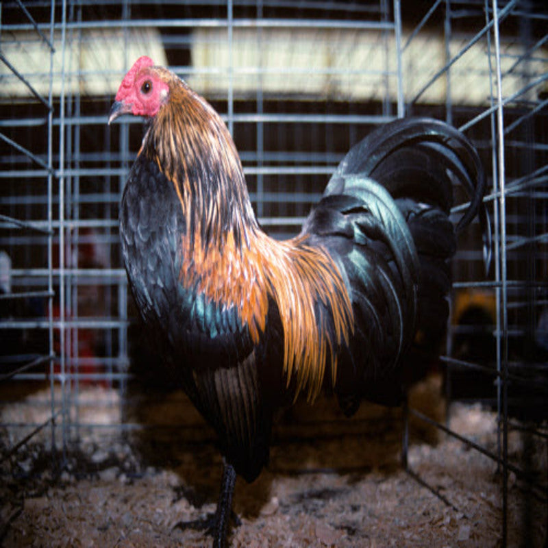 Brassy Back Old English Game Bantam featuring a compact build, weighing 22 oz for hens and 24 oz for roosters, prized for its active nature, poor egg-laying abilities, and suitability as a pet due to its calm and trainable personality.