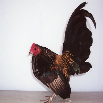 Brassy Back Old English Game Bantam with a robust build, recognized for its hardiness, long lifespan, and tendency to roost high off the ground, ideal for those interested in heritage breeds and ornamental poultry due to its historical significance and visual appeal.