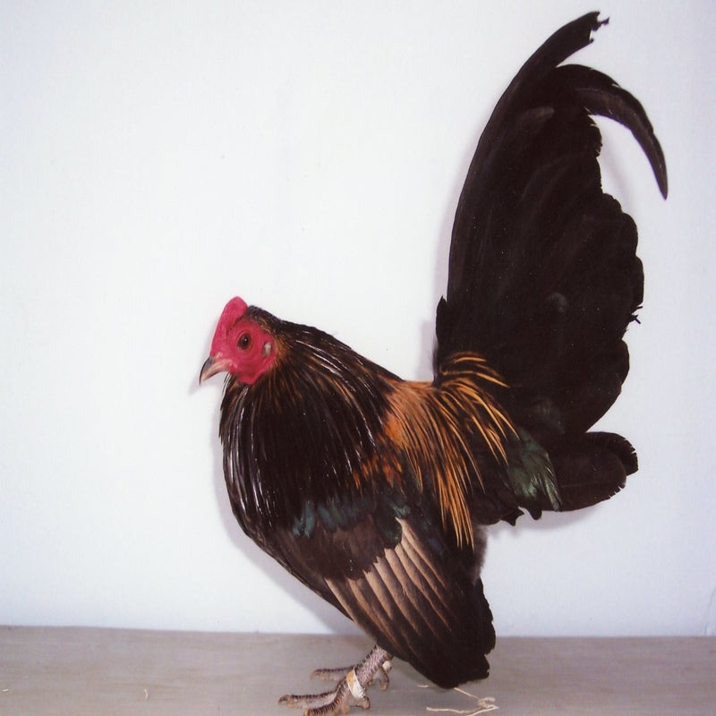 Brassy Back Old English Game Bantam with a robust build, recognized for its hardiness, long lifespan, and tendency to roost high off the ground, ideal for those interested in heritage breeds and ornamental poultry due to its historical significance and visual appeal.